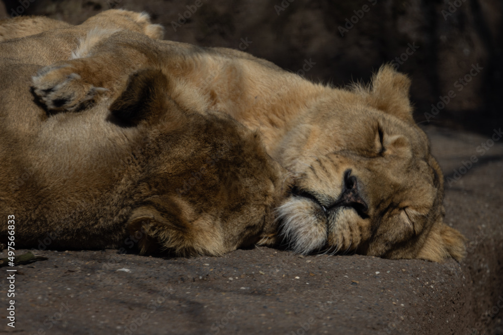 Naklejka premium Two Asiatic lions sleep and cuddle with each other on a rock. They are mostly found in India and are also called Panthera leo persica.