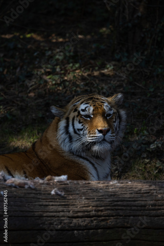 An Amur tiger  also known as Panthera tigris altaica  has just woken up and is looking intently over a tree trunk  observing the surroundings and looking for food.