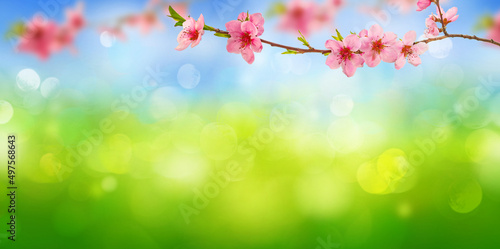 Spring background with pink cherry blossoms branches