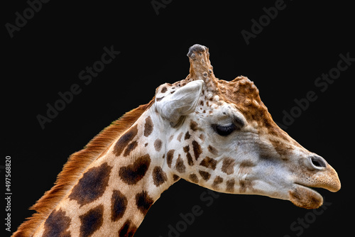 Canvas Print Closeup shot of a giraffe isolated on black background