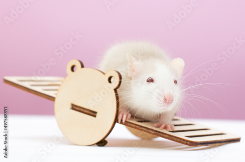 white rat on wooden toy on white and pink background
