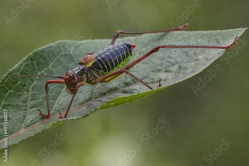 Macro of a sawtail grasshopper sitting on a wide green leaf photo