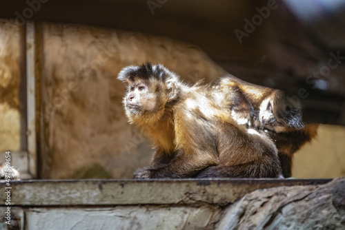 Closeup of two brown capuchins playing in a cage of a zoo photo