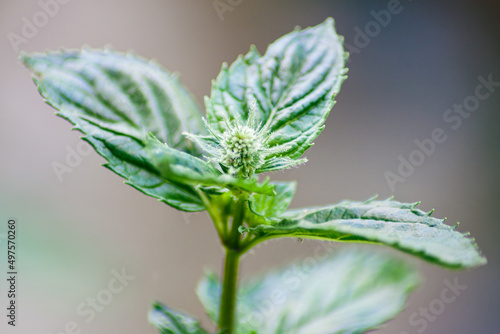 The peppermint flower along with the top leaves.