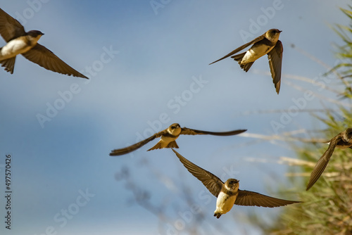 Photography Closeup of swift birds flying with their wings wide open high in the blue sky