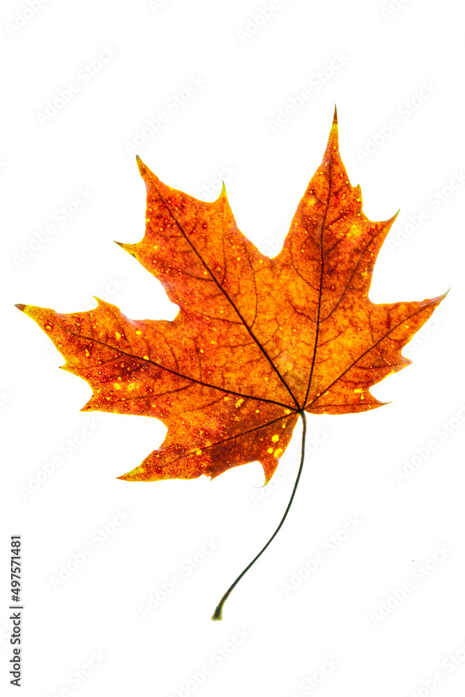 autumn maple leaf red autumn maple leaf red