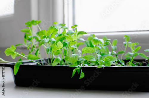 Small green plant sprouts with green leaves grow naturally in a container on the windowsill. © natavilman