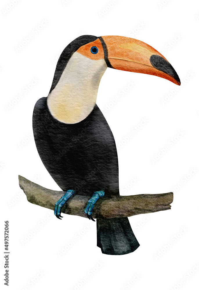Obraz premium watercolor illustration of toucan on white background