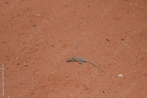 Lizard on the red sand photo