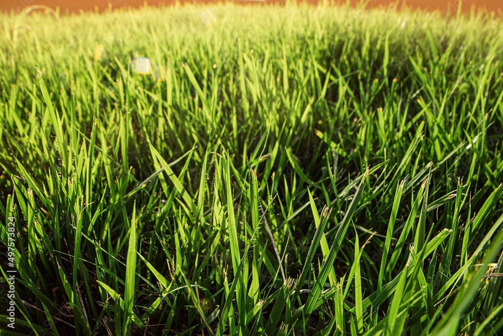 Obraz premium grass low angle close-up view