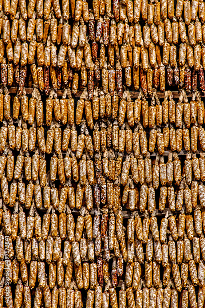 close up of dry corn