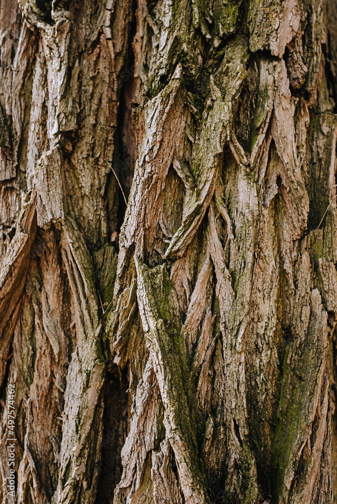 Background, texture of the brown bark of a dry acacia tree, spruce close-up with a beautiful pattern. Background, texture of the brown bark of a dry acacia tree, spruce close-up with a beautiful pattern.