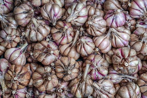Lots of ripe and dried garlic bulbs lying in a crate. View from the top.