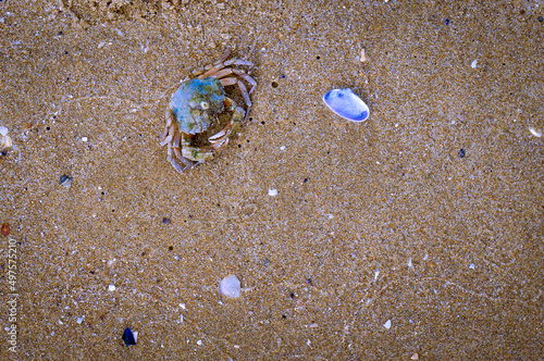 crab and shell on the sea coast, sandy beach. rest. tourism. trips. tropics