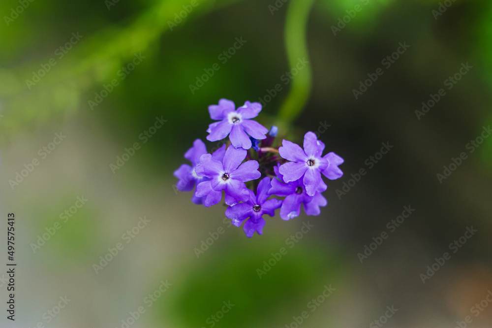Wildflowers, multi-petal flowers of purple phlox close-up in nature in the garden. Wildflowers, multi-petal flowers of purple phlox close-up in nature in the garden.