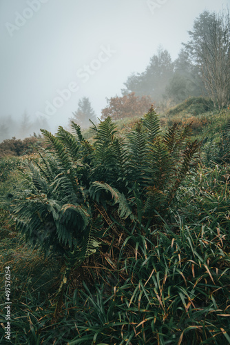 Of branches green plants in the grassy field on a foggy day in Rostrevor, Northern Ireland photo