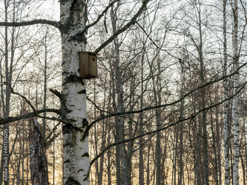 The house for birds is suspended on a birch in the spring forest