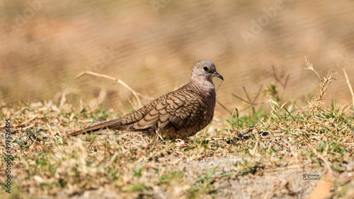 Wallpaper Mural red billed hornbill Torontodigital.ca