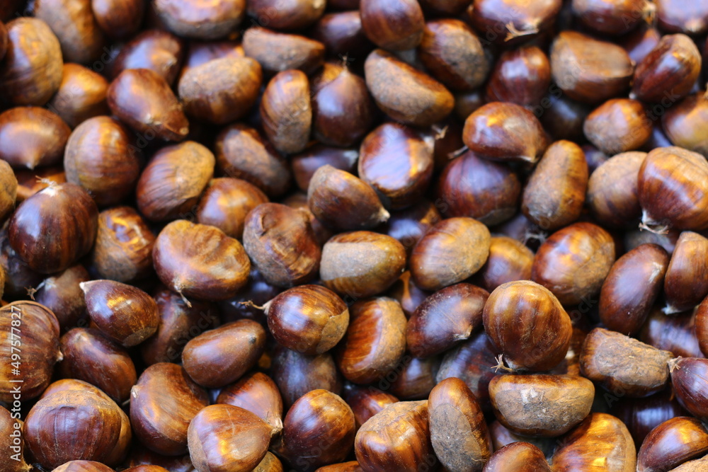 selective focus: chestnuts produced organically in Turkey
selective focus: chestnuts produced organically in Turkey