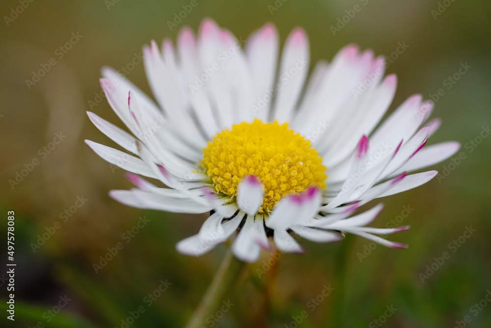 Close up of spring daisies in the garden in the afternoon Close up of spring daisies in the garden in the afternoon