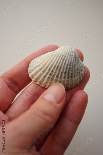 Gray seashell in female hand on an grey background