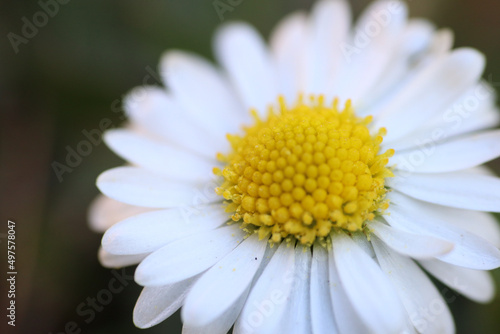 Close up of spring daisies in the garden in the afternoon