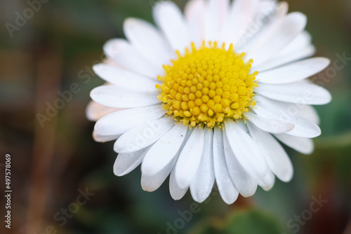 Close up of spring daisies in the garden in the afternoon