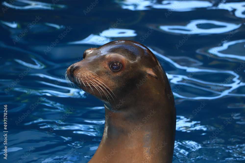 Fototapeta premium sea lion on the rock
