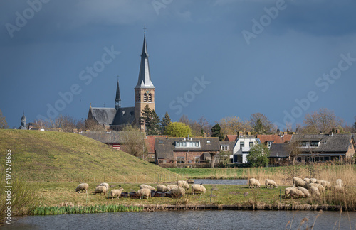 Landscape of dutch village Terheijden, view of historical fortification, grazing sheep and the church photo