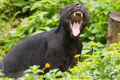 Black panther - the melanistic colour variant of the leopard in Korat Zoo, Thailand photo