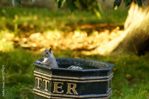 squirrel in the park bin