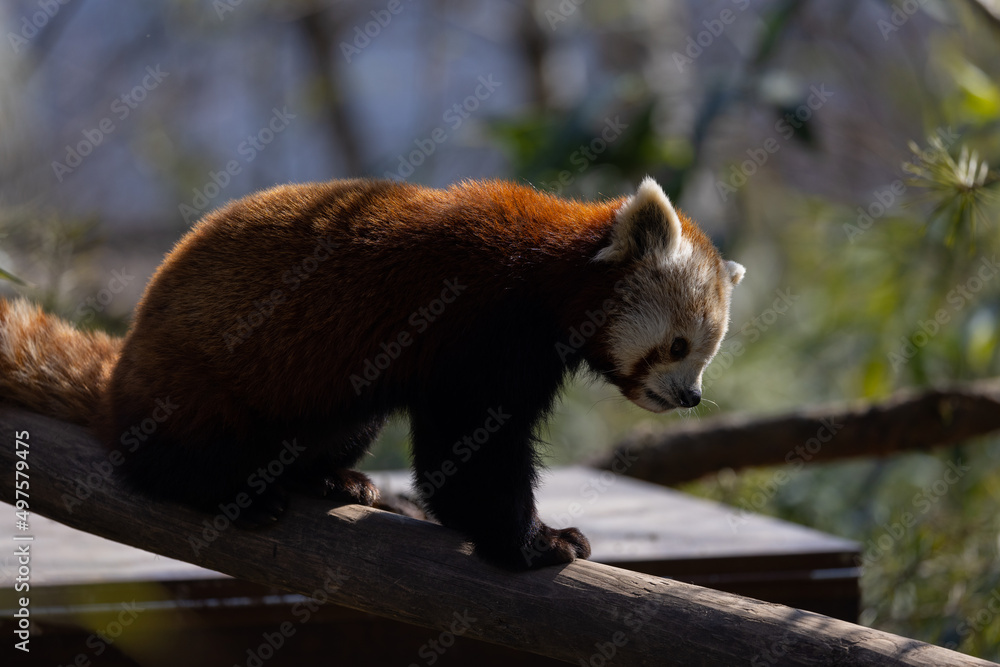 Fototapeta premium The red panda feeds mainly on bamboo and other plants. An extended wrist bone that functions like a real thumb forms a sixth finger.