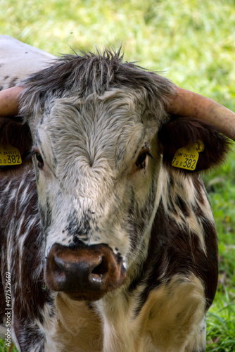 An English longhorn, pauses from grazing in the park to check their surroundings, while eating in the local park. photo