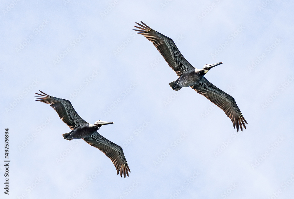 Obraz premium vulture in flight