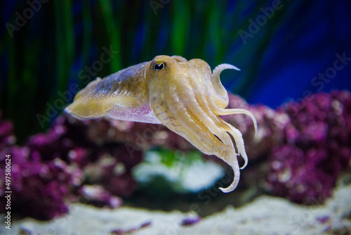 Shallow focus of a cuttlefish with blurred plants underwater