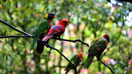 Group of Lorius birds perched on a tree branch photo