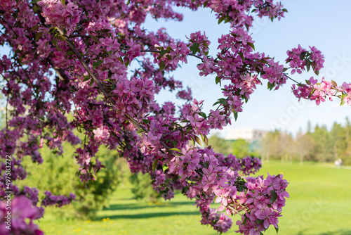Pink flowering tree in the park against the blue sky and green grass. Spring background.