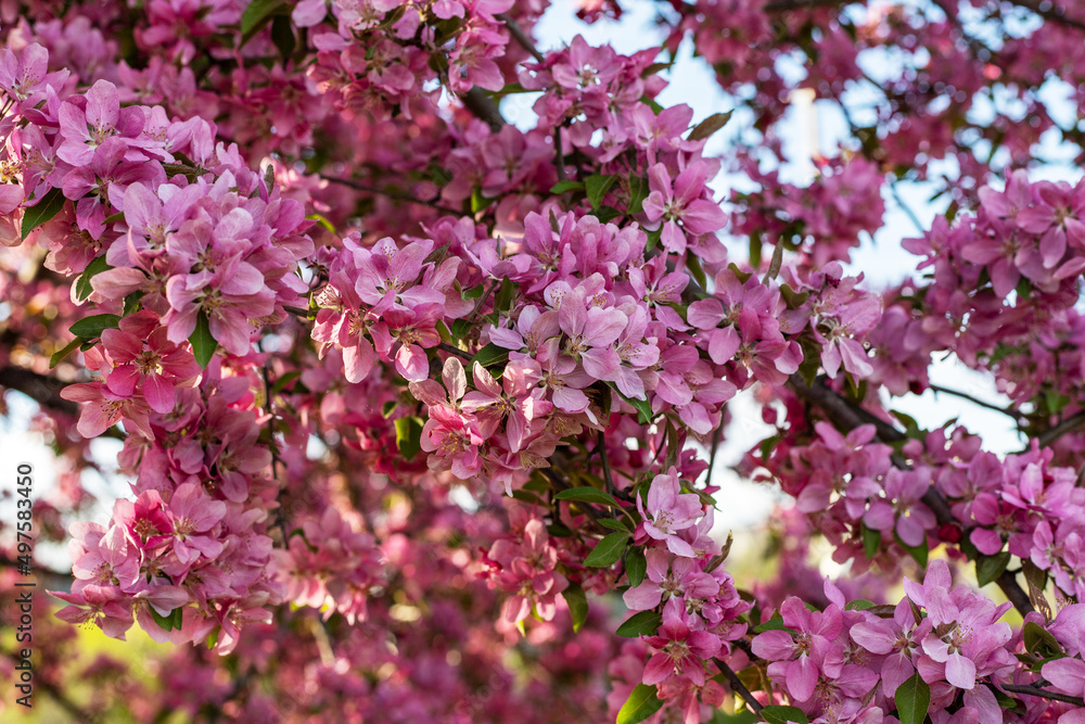 Pink blooming tree in the garden. Spring flower background. Pink blooming tree in the garden. Spring flower background.