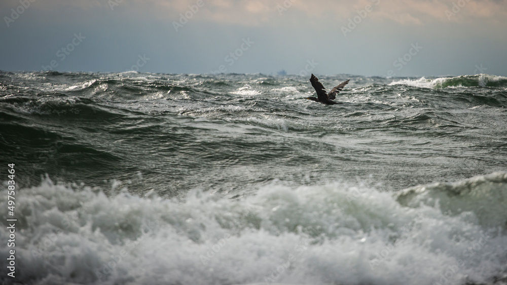 Obraz na płótnie Piękne morze Bałtyckie, duże fale rozbijające się o brzeg skał, falochrony i mola. Spacer brzegiem plaży latające mewy, statki pasazerskie. w salonie