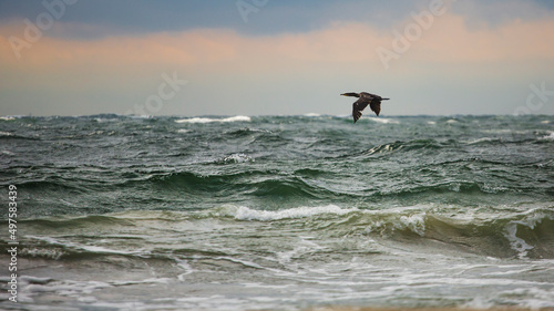 Piękne morze Bałtyckie, duże fale rozbijające się o brzeg skał, falochrony i mola. Spacer brzegiem plaży latające mewy, statki pasazerskie. © Artur Wojtczak 
