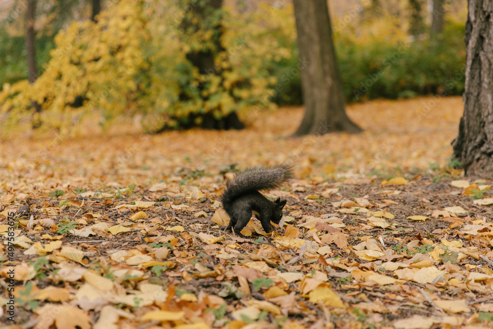 A black squirrel with a nut in its teeth, running on yellow leaves in a public park. Feeding animals. Winter supplies. Autumn background A black squirrel with a nut in its teeth, running on yellow leaves in a public park. Feeding animals. Winter supplies. Autumn background