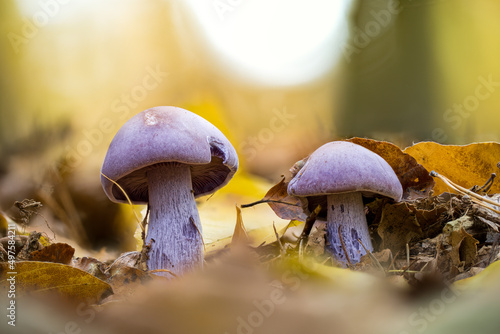 Photos Closeup shot of Lepista nuda in a forest during the day