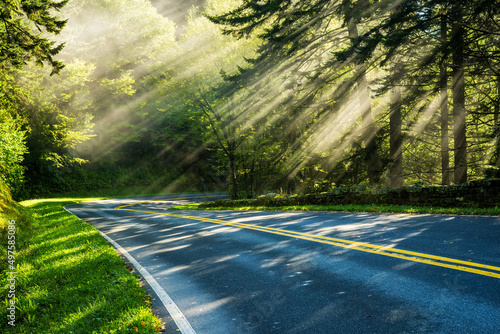 Sunlight streams through trees in forest road