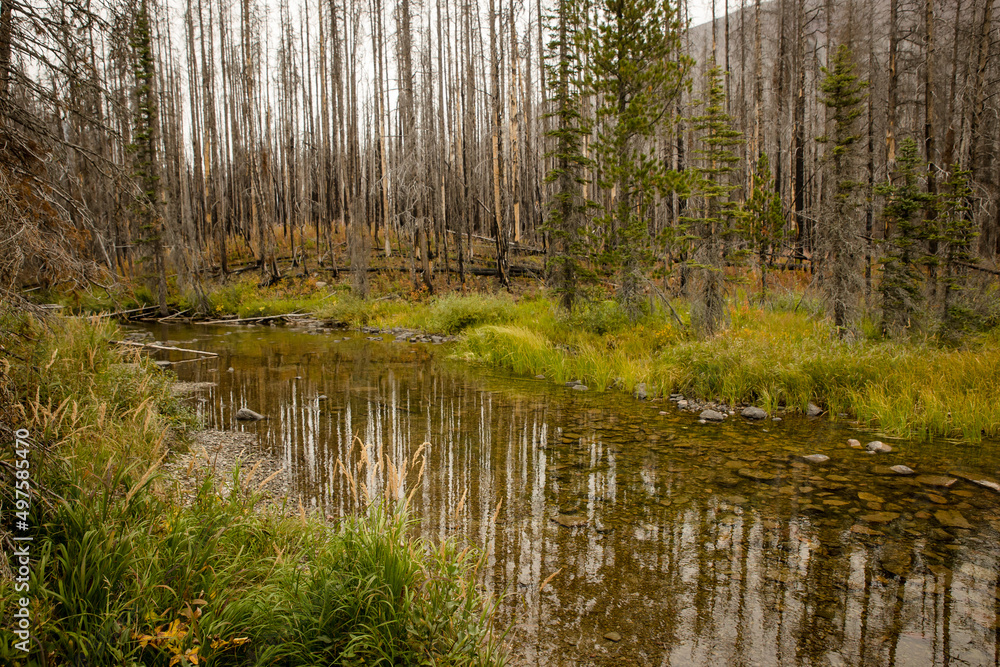 Calm river mirrors a burnt mountain forest Calm river mirrors a burnt mountain forest