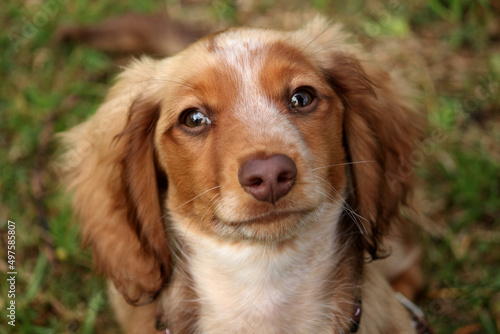 Closeup portrait of a cute brown dachshund puppy with a collar Fototapet