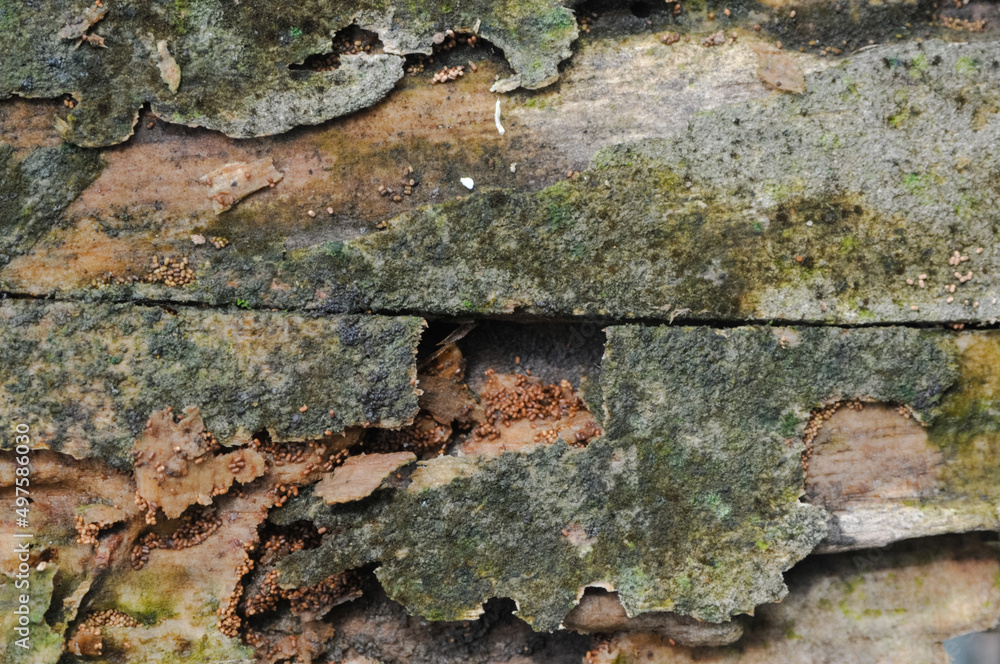 the surface of the wooden planks is weathered, damp and porous and eaten by termites the surface of the wooden planks is weathered, damp and porous and eaten by termites