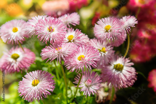 ro  liny i kwiaty w ogrodzie rosn  ce naturalnie w blasku s  o  ca