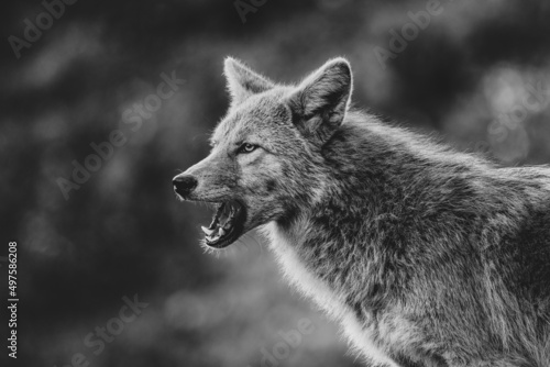 Tablou pe pânză Grayscale closeup shot of a growling Saarlooswolfdog