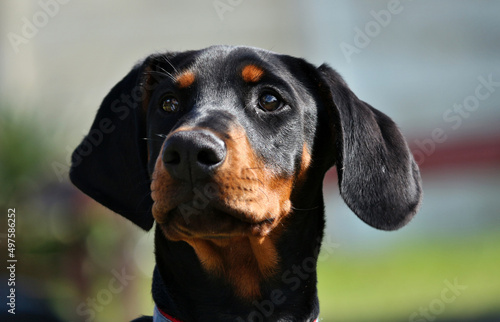 Fotografering Closeup portrait of a cute black Doberman puppy with a blue collar