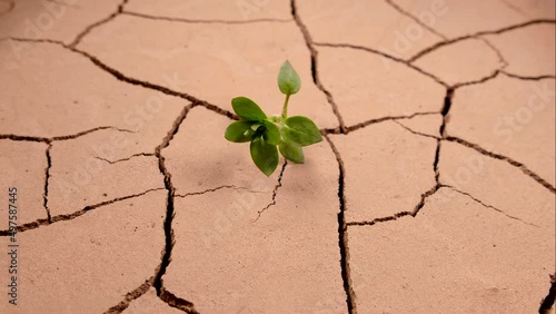 A green sprout withered in the dry cracked ground. Global warming and rising temperatures on Earth. Global climate change and ecology. Desert drying up. Evaporation of water from the soil.